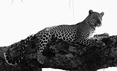 Gartenposter Leopard © Charl