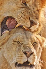 Lion in Serengeti