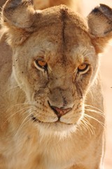 Obraz na płótnie Canvas Lion in Serengeti