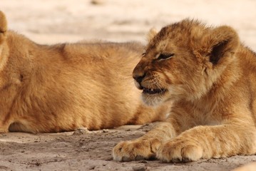 Naklejka na ściany i meble Lion cubs in Serengeti