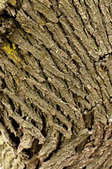 Tree bark