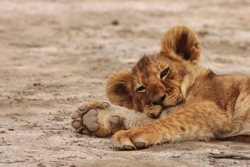 Obraz na płótnie Canvas Lion cubs in Serengeti
