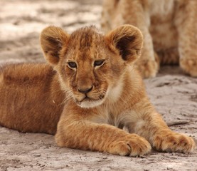 Fototapeta premium Lion cubs in Serengeti