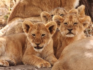 Fototapeta na wymiar Lion cubs in Serengeti