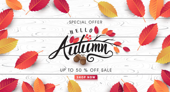 Autumn sale background layout decorate with leaves of autumn for shopping sale or promo poster and frame leaflet or web banner.Vector illustration template.