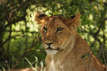 Lion cubs in Serengeti