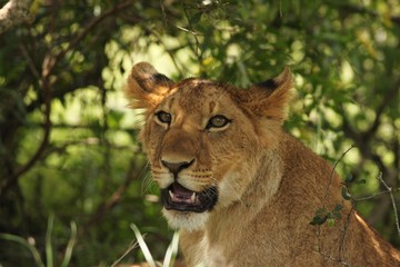 Lion cubs in Serengeti