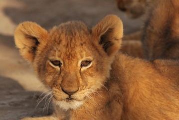Lion cubs in Serengeti