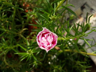 Moss Rose also called as Portulaca grandiflora, Indian table rose, 9 o'clock flower, rose moss, ten o'clock, Mexican rose, sun rose, rock rose