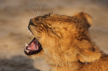 Lion cubs in Serengeti