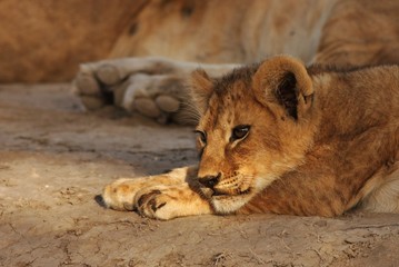 Lion cubs in Serengeti