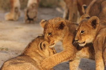 Lion Cubs Serengeti
