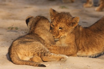 Lion Cubs Serengeti