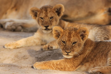 Fototapeta na wymiar Lion Cubs Serengeti