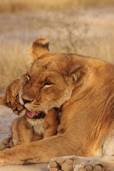 Lion Cubs Serengeti