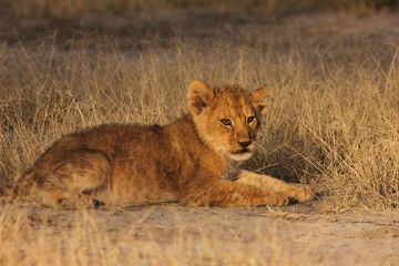 Lion Cubs Serengeti