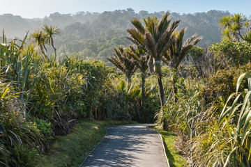 nikau palms growing in tropical rainforest on West Coast of New Zealand