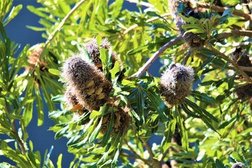 Australian Bottlebrush Tree on Phillip Island, Australia
