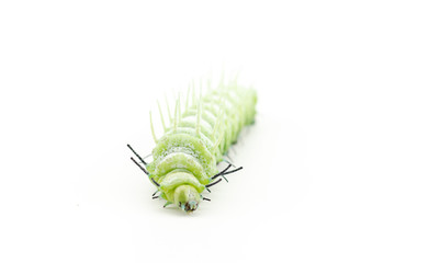 The caterpillar (Attacus atlas) isolated on a white background.
