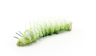 The caterpillar (Attacus atlas) isolated on a white background.