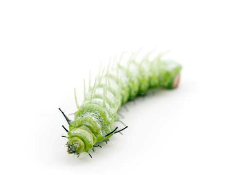 The caterpillar (Attacus atlas) isolated on a white background.