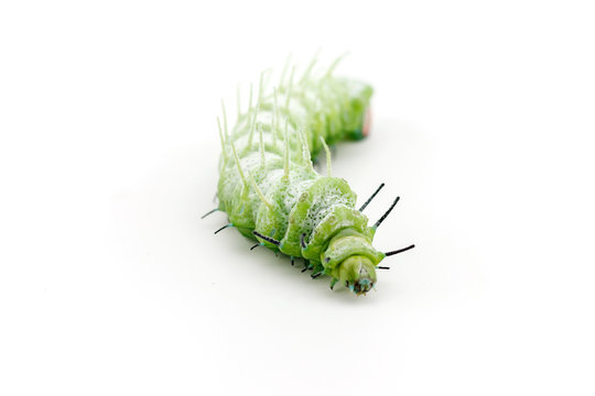 The caterpillar (Attacus atlas) isolated on a white background.