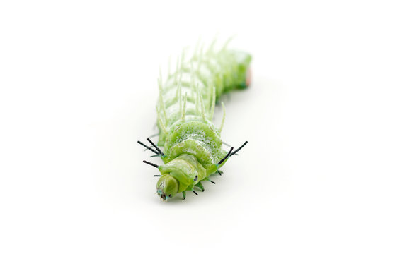 The caterpillar (Attacus atlas) isolated on a white background.