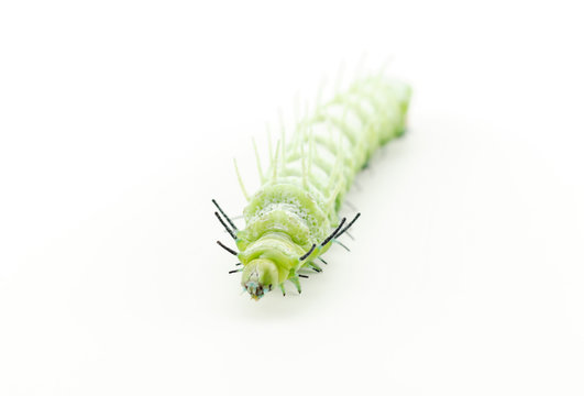 The caterpillar (Attacus atlas) isolated on a white background.