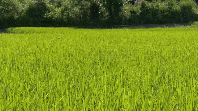 green paddy farm with dragonfly