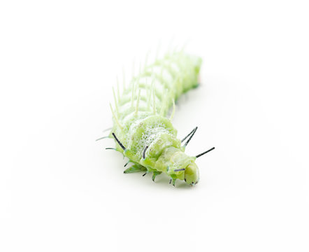 The caterpillar (Attacus atlas) isolated on a white background.