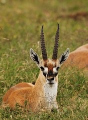 thompson gazelle