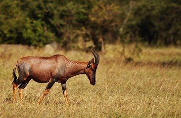 Topi