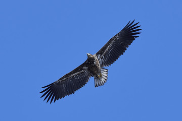 White-tailed eagle (Haliaeetus albicilla)