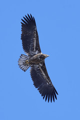 White-tailed eagle (Haliaeetus albicilla)