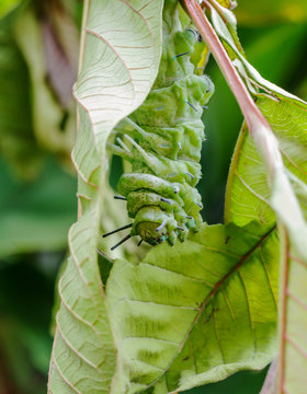Beautiful caterpillar creeps in gestures. Caterpillar eat leaves as food awaits to grow into a tiger ghost.This caterpillar is a species of butterfly(Attacus atlas)..