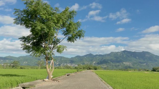 road with tree