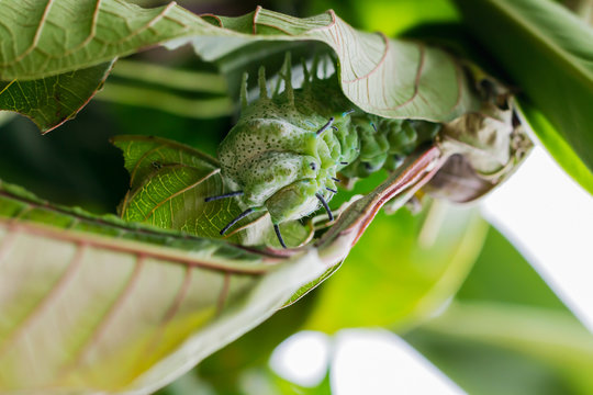 Beautiful caterpillar creeps in gestures. Caterpillar eat leaves as food awaits to grow into a tiger ghost.This caterpillar is a species of butterfly(Attacus atlas)..
