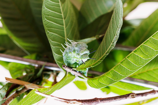 Beautiful caterpillar creeps in gestures. Caterpillar eat leaves as food awaits to grow into a tiger ghost.This caterpillar is a species of butterfly(Attacus atlas)..