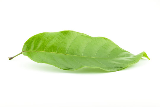 Leaves in the garden on white background.