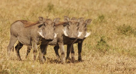 Fototapeta premium Warthog
