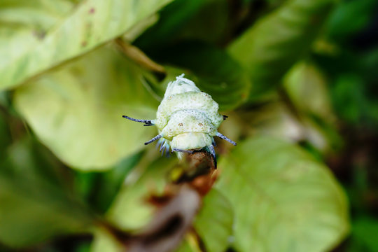 Beautiful caterpillar creeps in gestures. Caterpillar eat leaves as food awaits to grow into a tiger ghost.This caterpillar is a species of butterfly(Attacus atlas)..