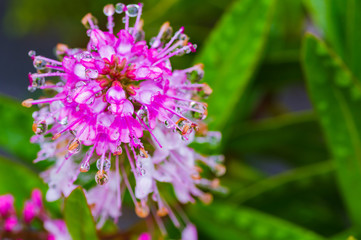 Macro photo of large drops of dew on a pink flower. Madeira. Portugal