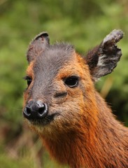 Duiker