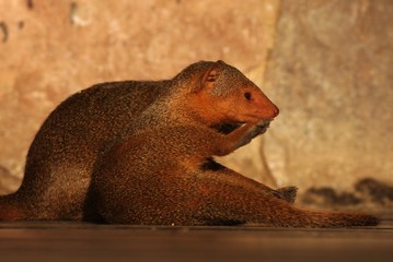 Mongoose