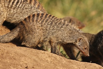 Mongoose