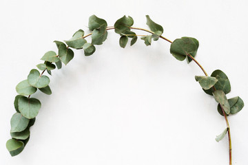 nature botany and plants. green curved eucalyptus twig on white background. copyspace concept