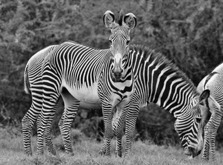 Fototapeta na wymiar Grevys zebra