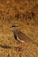 Crowned lapwing