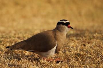 Crowned lapwing