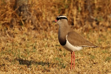 Crowned lapwing